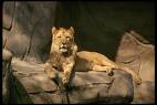 Animaux