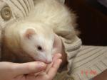 La loveuse de furet