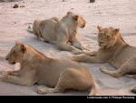 mes amis les animaux