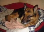 Berger Allemand cherche famille