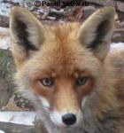 blog du renard bouge ton corps!!!