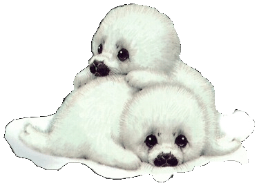 Les bb phoques