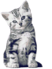 Stop vivisection! Un sientifique d�nonce la cruaut�, les dangers et l'inutilit� des tests sur les animaux!