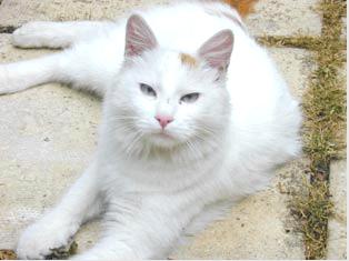 � lo chat � par totti