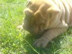  princesse Bahly des Migno'ki 