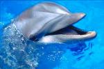 Bienvenue sur le blog de la ligue dauphin--> http://ligue-dauphin.nuxit.net <--