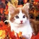 Les chats et chaton tro mignon