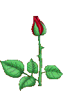  Rose  par midouu84
