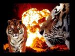 bienvenue dans ma passion!!!