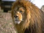 le lion c moi