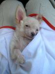 Mon petit bout de chou, mon amour, nos voyages... et moi