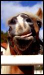 Un haflinger, le best poon's of the world