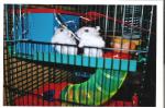 mes hamster russe