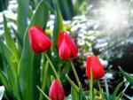 pivoine