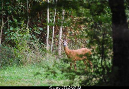 Photos r�alis�es par Guy LELONG