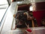 Mes rats et mon bouledogue franais !!!