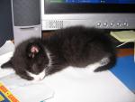 les animaux ma passion...
