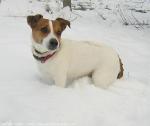 mon amour pour les chiens