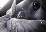 plUie-d'étOilE