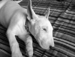 cyius le bull terrier