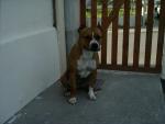 amstaff tout puissant