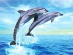 ma passion ! les animaux
