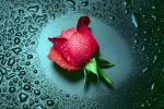 _.-~¤La ViE eSt Un Po£m£¤~-._
