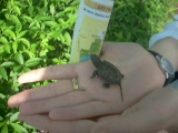 Vido une petite tortue toute mignonne