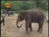Vidéo Elephant