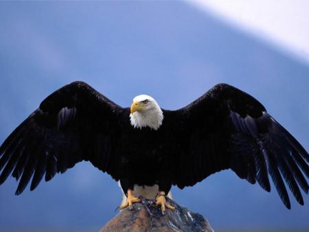 Aigle