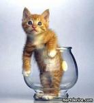 minou
