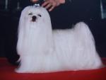 passion du bichon maltais