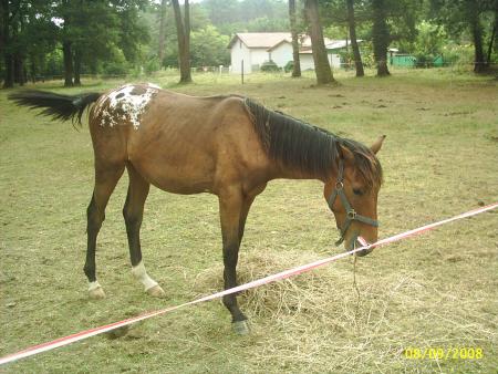 voici athos