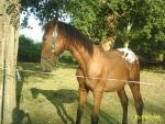 la vie autour du cheval