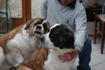 st bernard