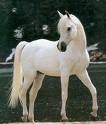 bobi_lune_kit-kat.vip-blog.com