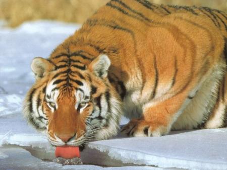 les tigre sont en voi de disparition
