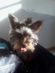 Sharleyne