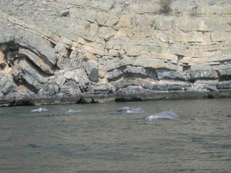 dauphins