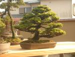 bonsai