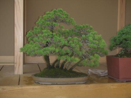 bonsai japon