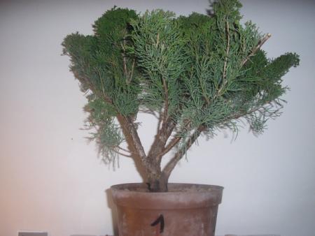 mise en forme d un juniperus
