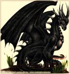 images de dragon