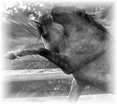 Ma pAssii0n !! <3