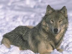 La D&eacute;&eacute;Fence des loups c important