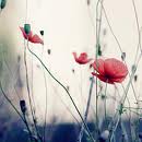 Life Is To Be Whole