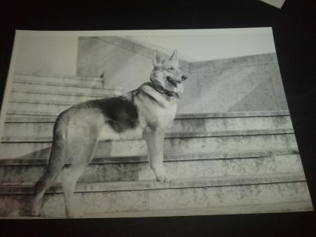 notre malinoise