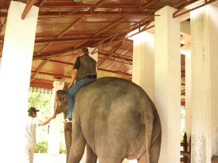 l un des derniers elephant du laos