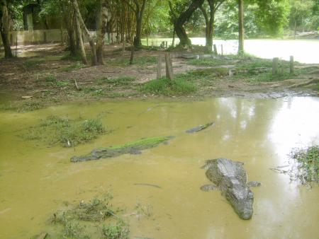 de gentil petit lezards ,