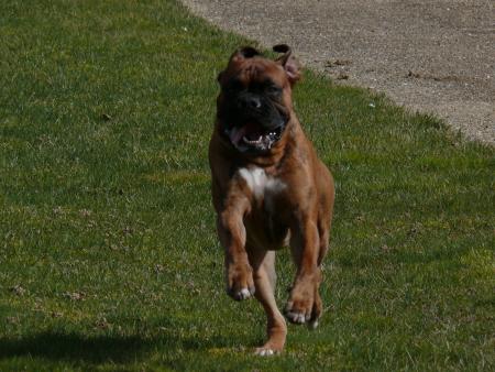 Bouli le boulet